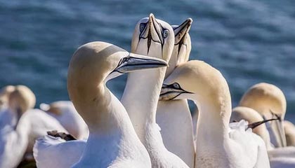 围观电影:在屏幕外的共同体体验