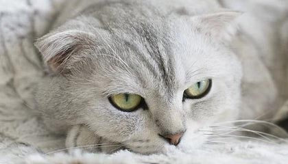 免费网站在线观看人数在哪网:一次看懂实时热度的最佳入口