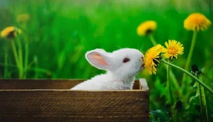 黄江镇二手车：在信任里换取性价比的买车之旅